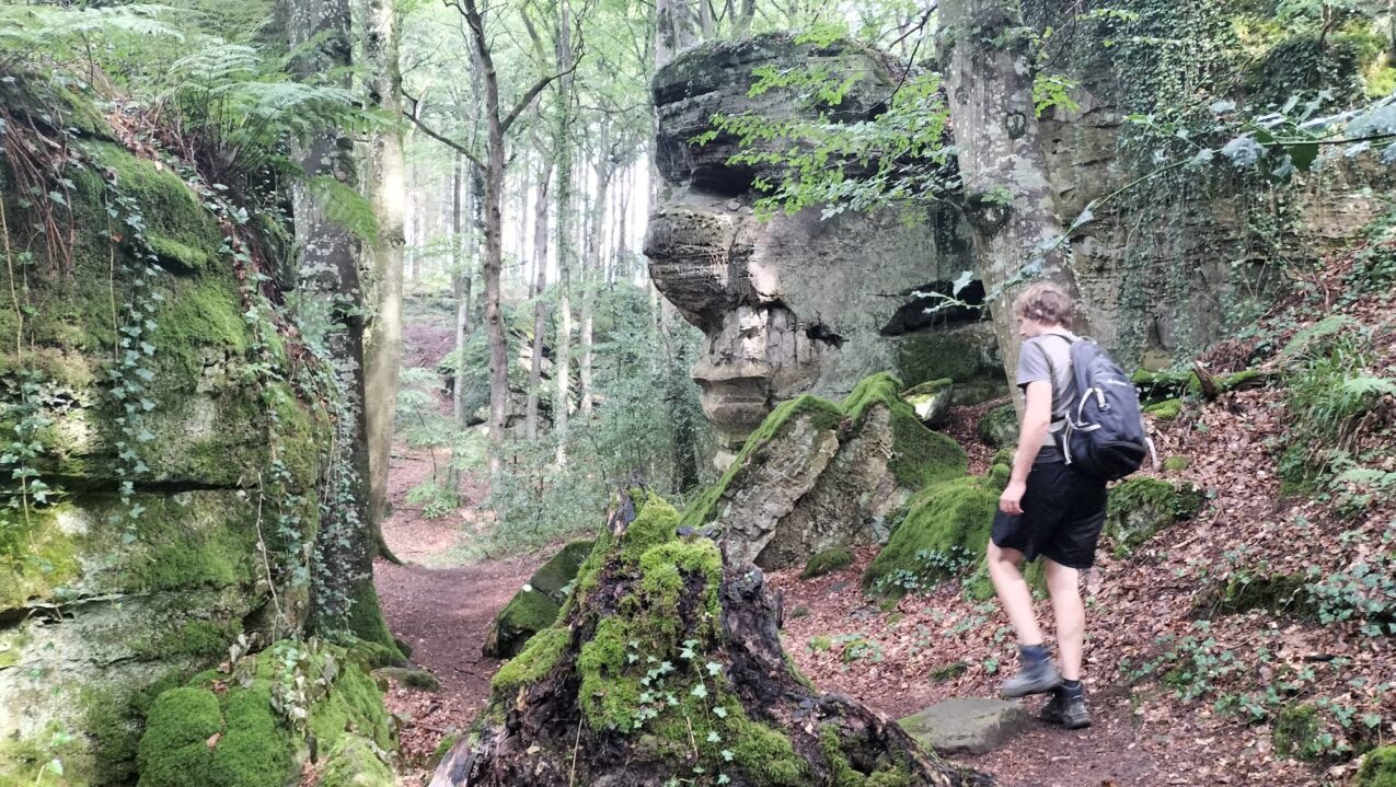 Bertboersma In Bos